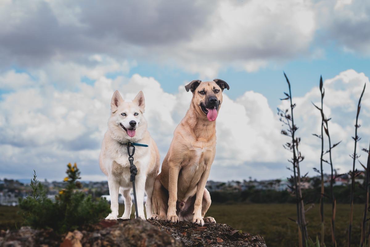 Two dogs on leads sitting on a rise above Hobsonville Point